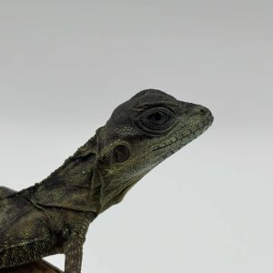 Hydrosaurus amboinensis
Hydrosaure d'Amboine
001