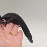 Varanus Salvator Komaini 
Varan malais noir 
dragon noir 
juvéniles