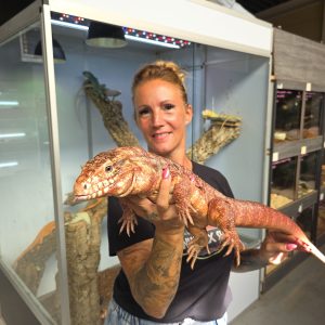 Tegu géant rouge
Tupinambis Rufescens
Salvator Rufescens
male adulte