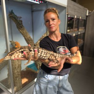 Tegu géant rouge
Tupinambis Rufescens
Salvator Rufescens
femelle adulte