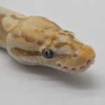 Python Royal
python regius mutation
cinnamon butter pinstripe super pastel 
femelle adulte