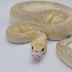 Python Royal
python regius mutation
cinnamon butter spider pastel  hetero piebald 
femelle adulte