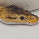 Python Royal
python regius 
bumble bee piebald
femelle adulte