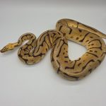 Python Royal
python regius 
killer bee leopard clown
femelle adulte