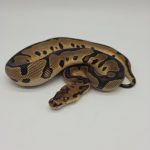 leopard clown 
male 2025