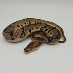 leopard clown
male 2025