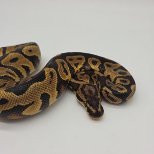 leopard orange dream poss yellow belly  het clown
male