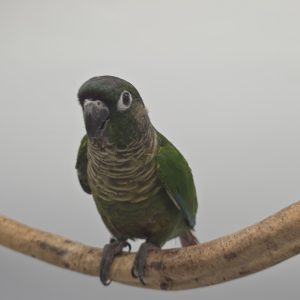 Pyrrhura Molinae conure a joue verte 047 élevé main -