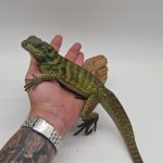 Hydrosaurus amboinensis
Hydrosaure d'Amboine
sub adulte 01