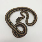 morelia spilota ssp
python tapis 
male black stripe