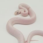 pantherophis guttatus 
serpent des blés 
palmetto extra white femelle