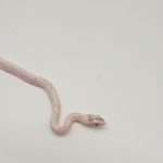 pantherophis guttatus 
serpent des blés 
palmetto male -