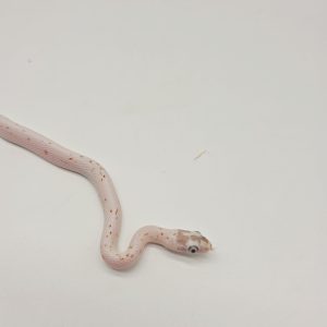 pantherophis guttatus 
serpent des blés 
palmetto male -