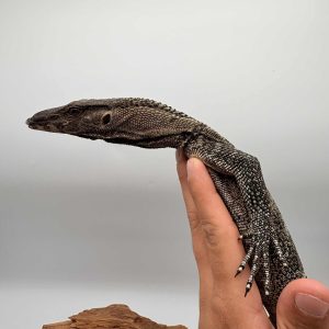 Varanus Rudicolis
Varan à coup rugueux
001