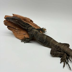 Varanus Rudicolis
Varan à coup rugueux
002