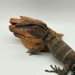 Varanus Rudicolis
Varan à coup rugueux
003