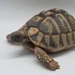 tortue hermann 
testudo hermanni boettgeri 
femelle 083
