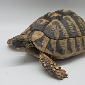 tortue hermann
testudo hermanni boettgeri
femelle 083