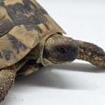tortue hermann 
testudo hermanni boettgeri 
male 090