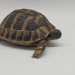 tortue hermann 
testudo hermanni boettgeri 
male 473