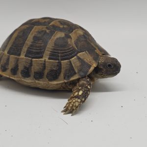 tortue hermann 
testudo hermanni boettgeri 
male 473