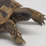 tortue hermann 
testudo hermanni boettgeri 
male 535