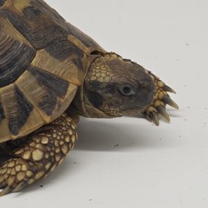 tortue hermann
testudo hermanni boettgeri
male 490