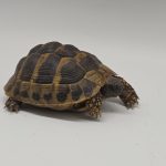 tortue hermann 
testudo hermanni boettgeri 
femelle 409