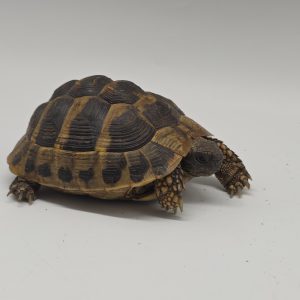 tortue hermann
testudo hermanni boettgeri
femelle 409