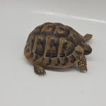 tortue hermann 
testudo hermanni boettgeri 
femelle 510