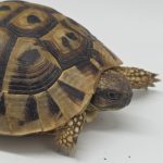tortue hermann 
testudo hermanni boettgeri 
femelle 440