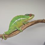 Caméléon panthère 
Furcifer pardalis 
Nosy Mitsio
Mâle 2025