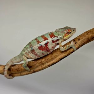 Caméléon panthère 
Furcifer pardalis 
Djangoa
Mâle 2025