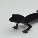Gecko leopard 
black night extrême mack snow jungle 66% het éclipse 
male juvenil