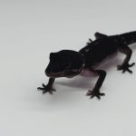 Gecko leopard 
black night extrême mack snow jungle 66% het éclipse 
femelle juvenil