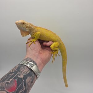 iguane hypo/albinos t-
iguane vert mutation t-
femelle jeune queue defaut
900001000003506