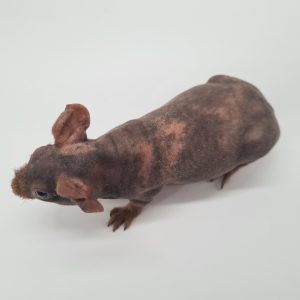 Cochon d'inde sans poils 
(cobaye skinny)
femelle -