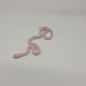 pantherophis guttatus
serpent des blés
palmetto male 66% het anery