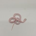 pantherophis guttatus 
serpent des blés 
palmetto male 66% het anery