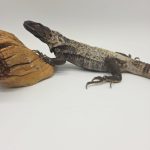 Ctenosaura Pectinata banana
Iguane noir à queue épineuse 
femelle nc 2021