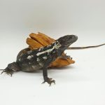 Ctenosaura Pectinata piebald 
Iguane noir à queue épineuse 
femelle nc 2022