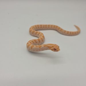Heterodon nasicus
albinos 100%het axanthic  het snow 
male juv