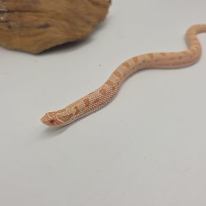 Heterodon nasicus
albinos 100%het axanthic  het snow femelle juv -2024