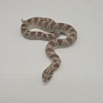 Heterodon nasicus
axanthic conda 100%het albinos  het snow 
male adulte reproducteur