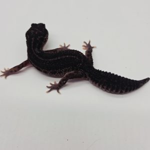 gecko leopard
Eublepharis macularius
black night Ms  femelle
38gr