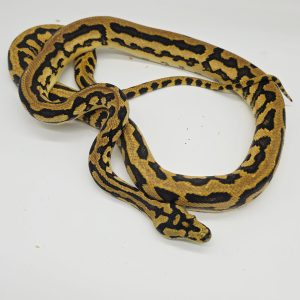 Morelia spilota ssp
cross jaguar yellow
femelle