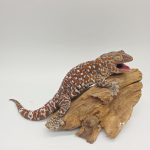 gecko tokay extra red Xl
gecko gecko 
male adulte