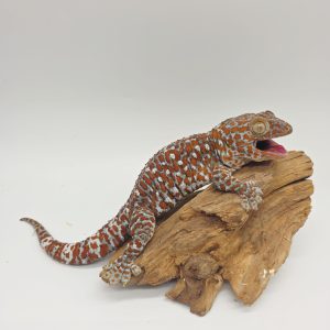 gecko tokay extra red Xl
gecko gecko
male adulte