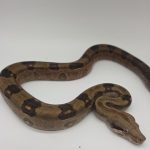 Boa constrictor imperator dwarf
boa Empereur nain corn island skôckl line 
née en 2023
couple