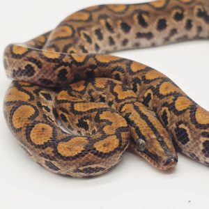 Boa arc en ciel
epicrates cenchria 66% het albinos
femelle juv